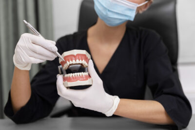 close-up-dentist-holding-teeth-model